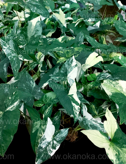 Wholesale 1000x Syngonium Albo Variegated