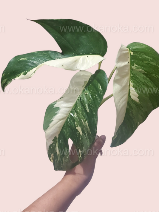 Epipremnum Pinnatum Variegated