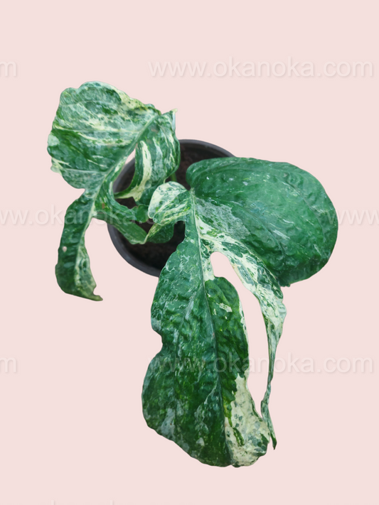 Amydrium Zippelianum Variegated