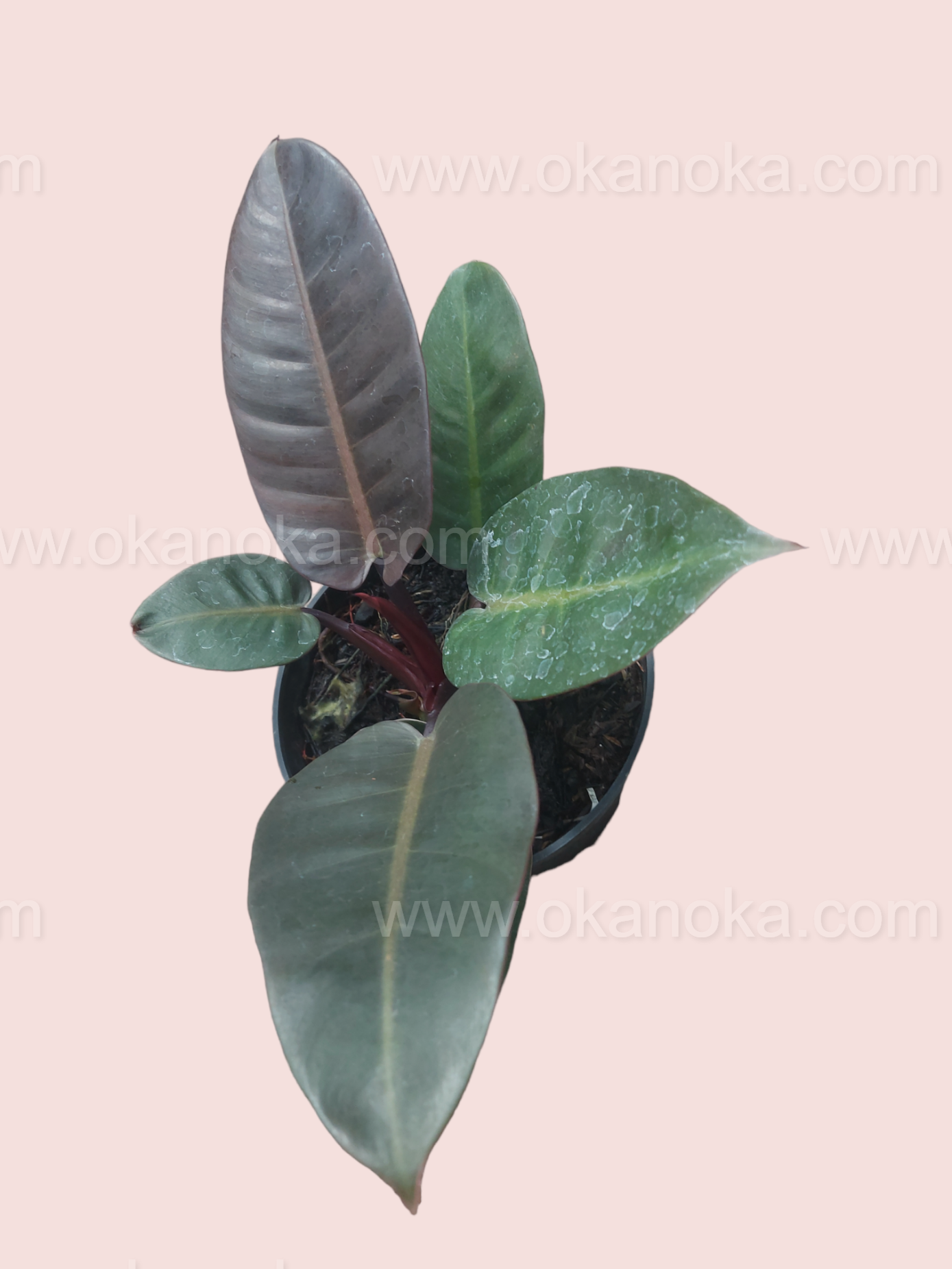 philodendron black cardinal mature Philodendron Black Cardinal – Okanoka