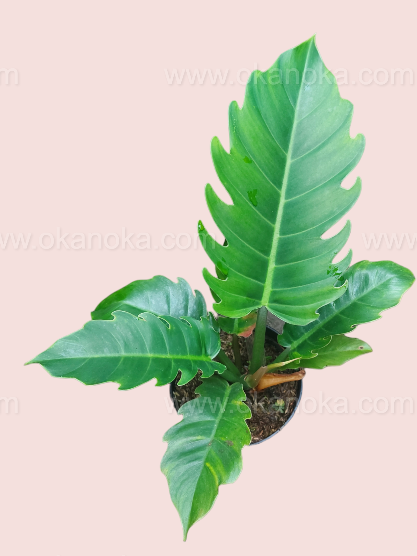 philodendron green saw variegated Philodendron Green Saw