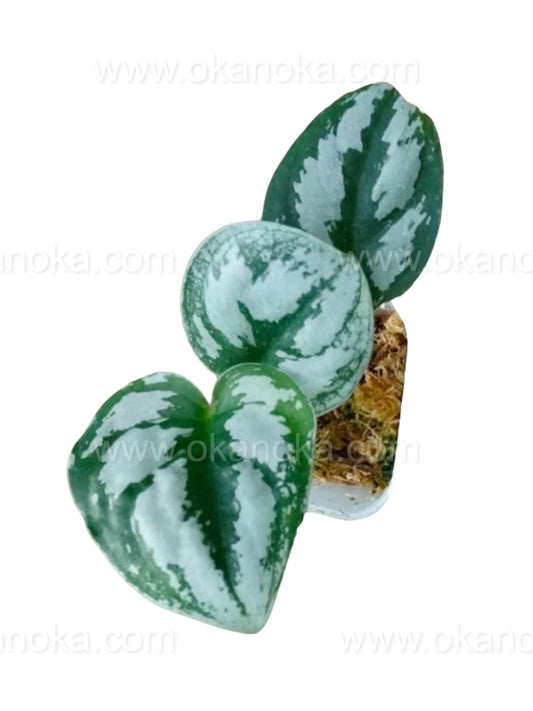 US STORE - Scindapsus Silver Black 2" in Square Plastic Mica Starter Plant