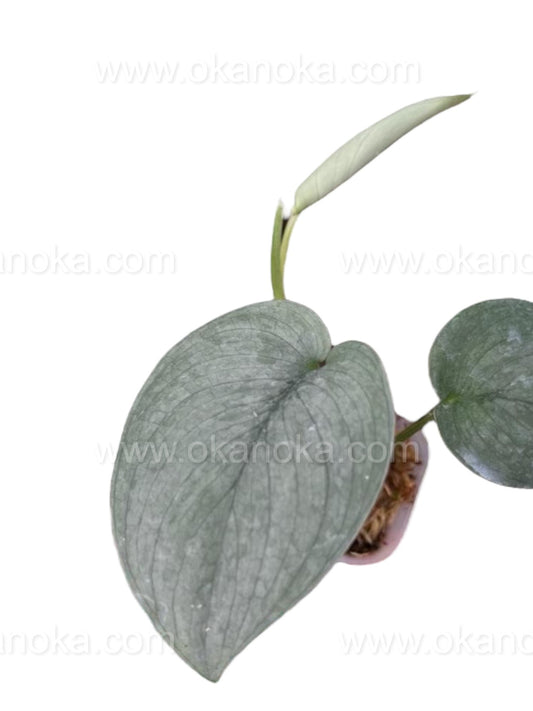 US STORE - Scindapsus Silver 2" Potted in Square Plastic Mica Starter Plant