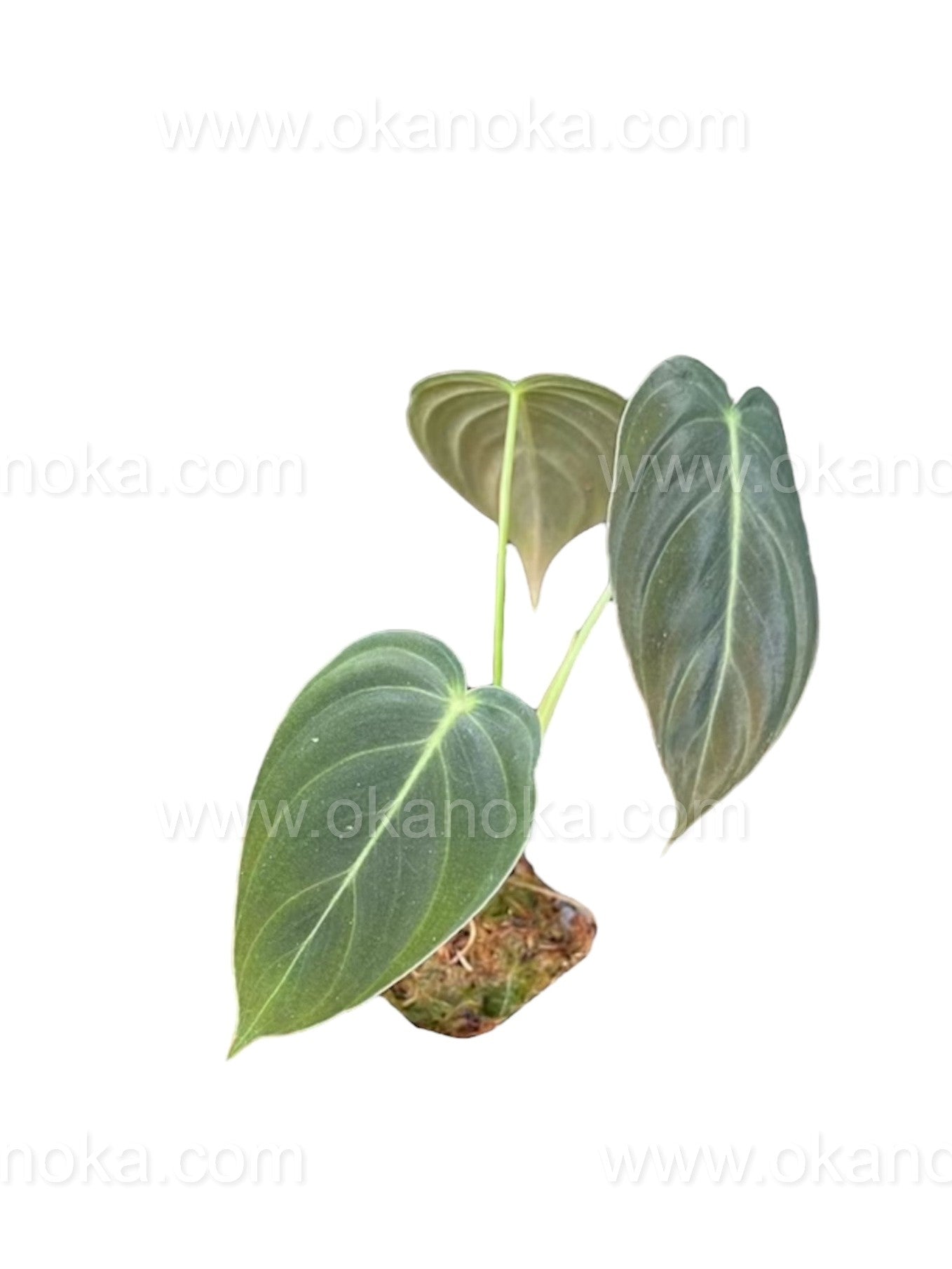 mica philodendron US STORE