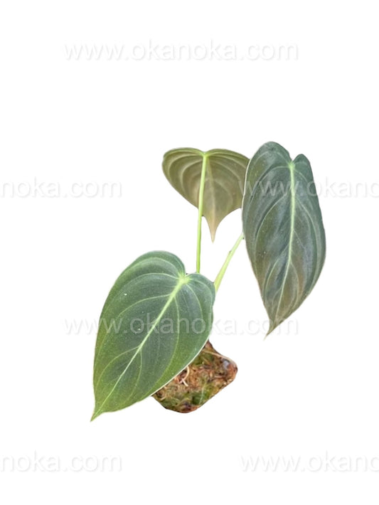 Philodendron Melanochrysum 2" Potted in Square Plastic Mica Starter Plant