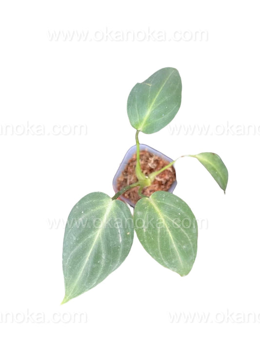 US STORE - Philodendron Gloriosum 2" Potted in Square Plastic Mica Starter Plant