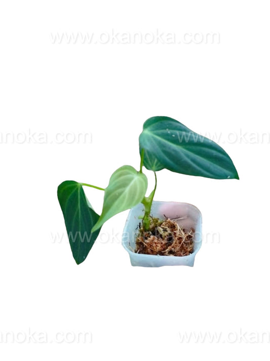 US STORE - Philodendron Splendid 2" potted in Square Plastic Mica Starter Plant