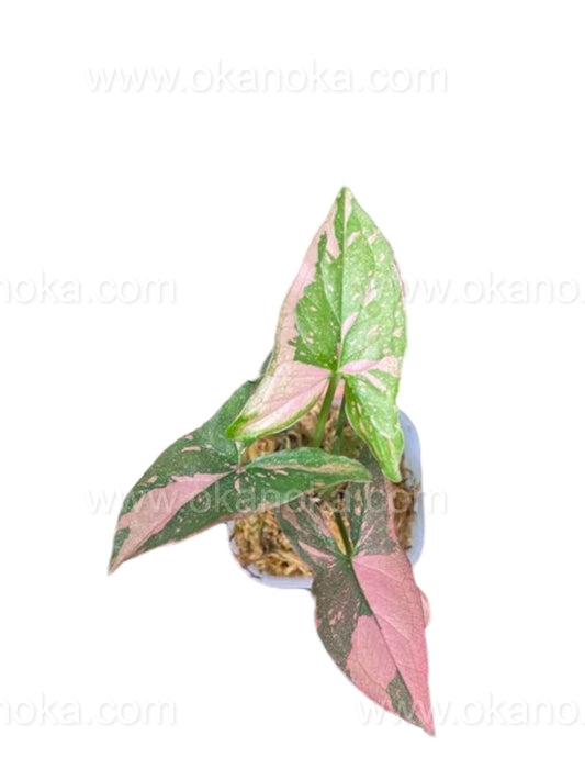 US STORE - Syngonium Pink Splash 2" Potted in Square Plastic Mica Starter Plant