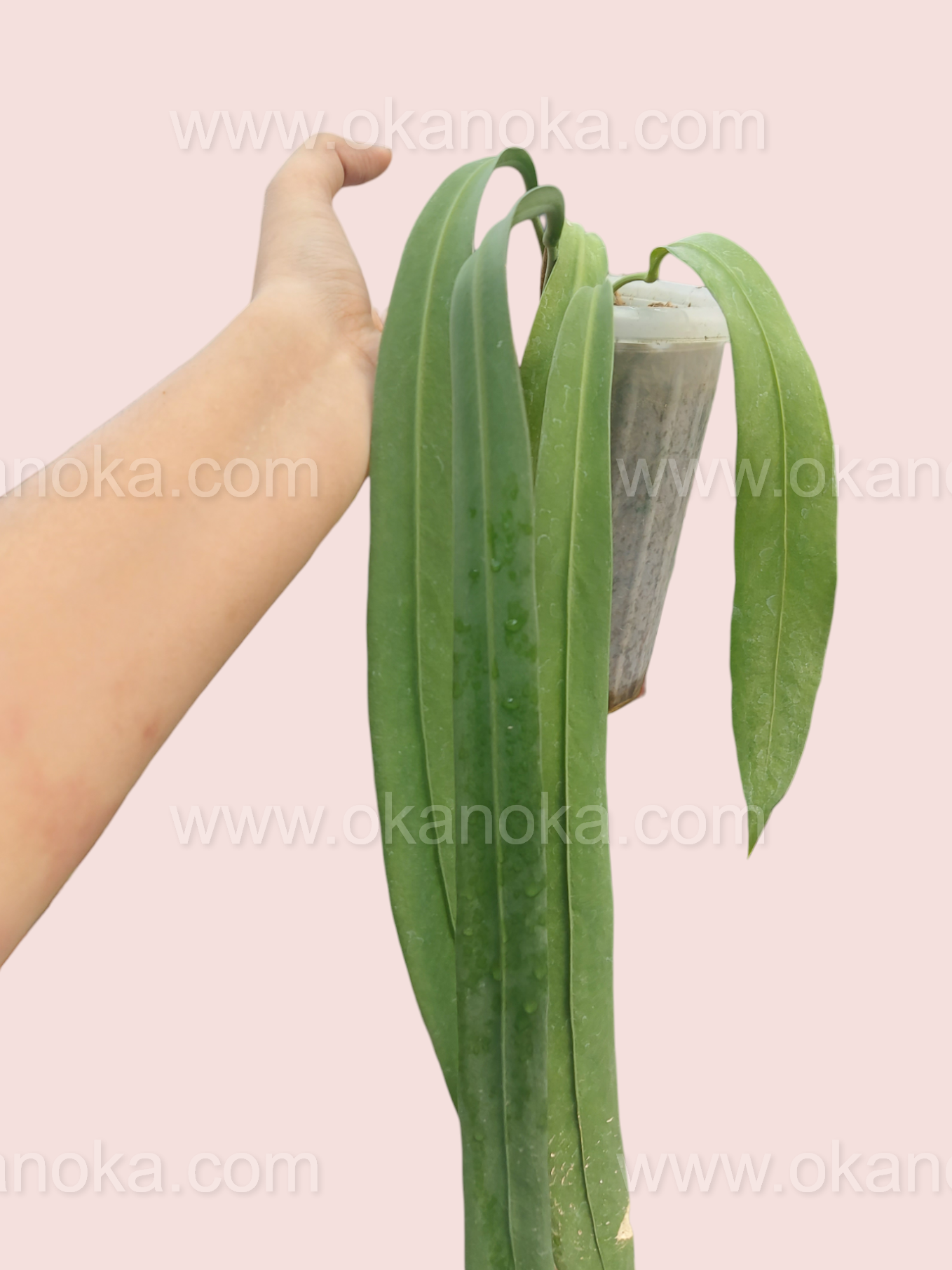 philodendron vittarifolium Anthurium Vittarifolium Long Leaves