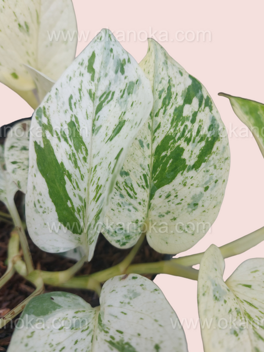 Epipremnum Marble Queen Pothos