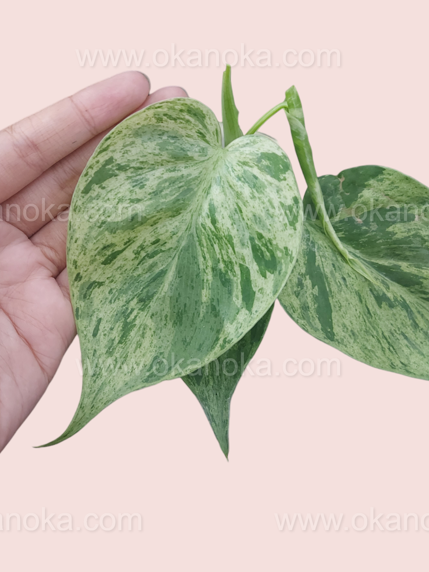 heart leaf philodendron uk Philodendron Hederaceum Heartleaf Variegated – Okanoka