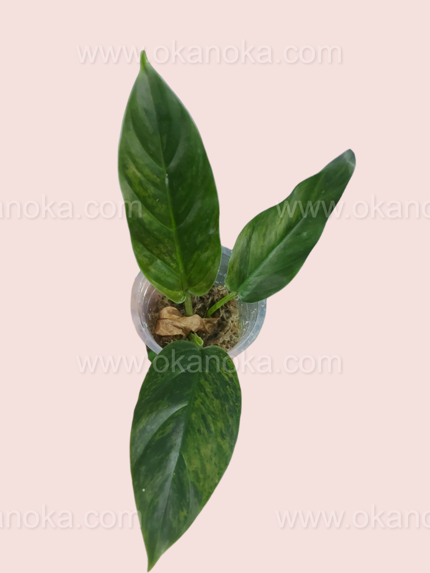 variegated philodendron subhastatum Philodendron Subhastatum Variegated Small Size