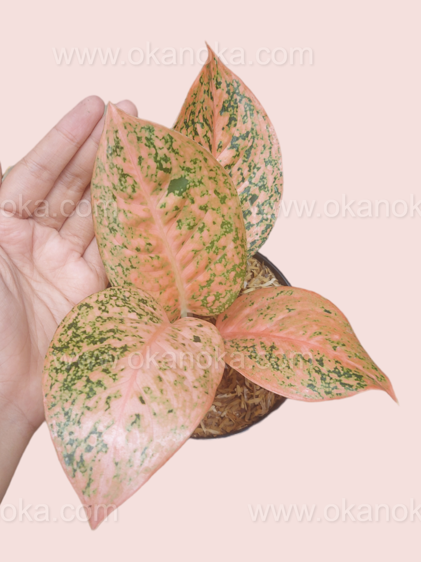 orange stardust aglaonema Aglaonema Orange Stardust