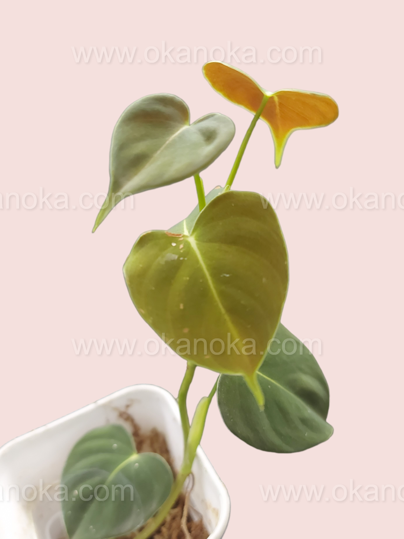 philodendron buy india Philodendron Lupinum – Okanoka