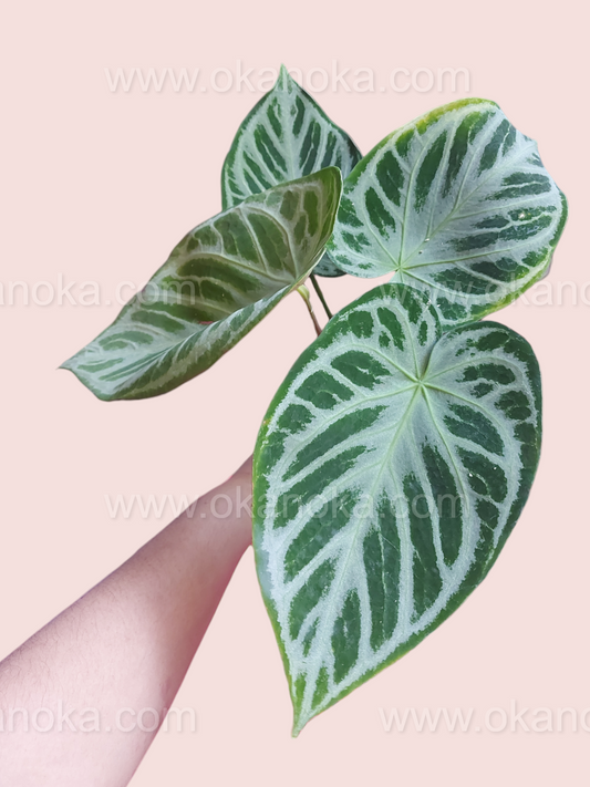Anthurium Dorayaki Silver Large