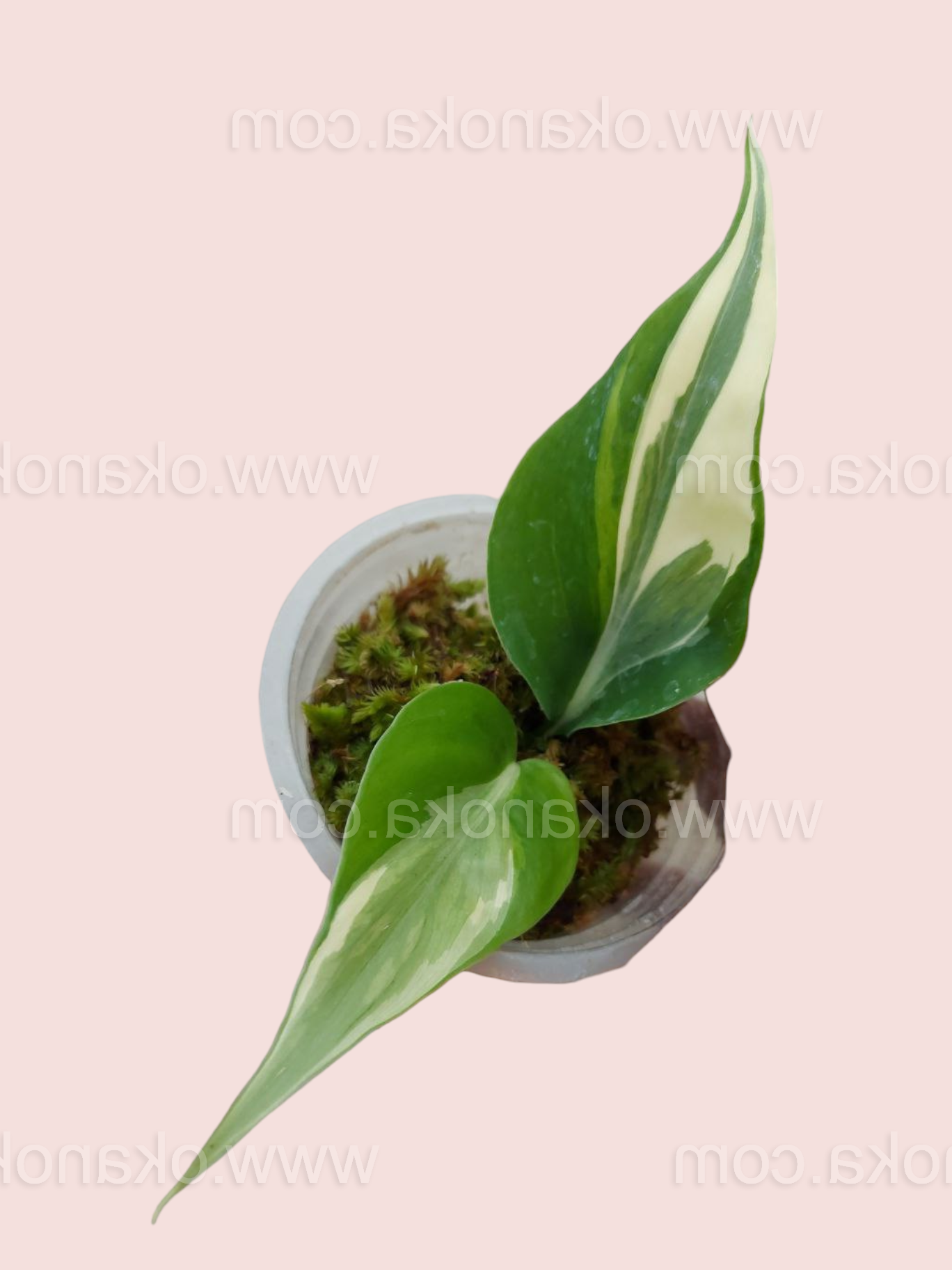 philodendron rio Philodendron Rio