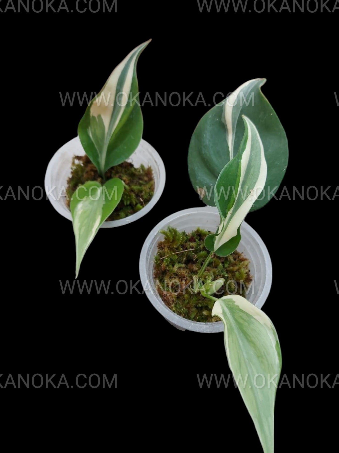 philodendron variedades Venta al por mayor 25x Philodendron Rio