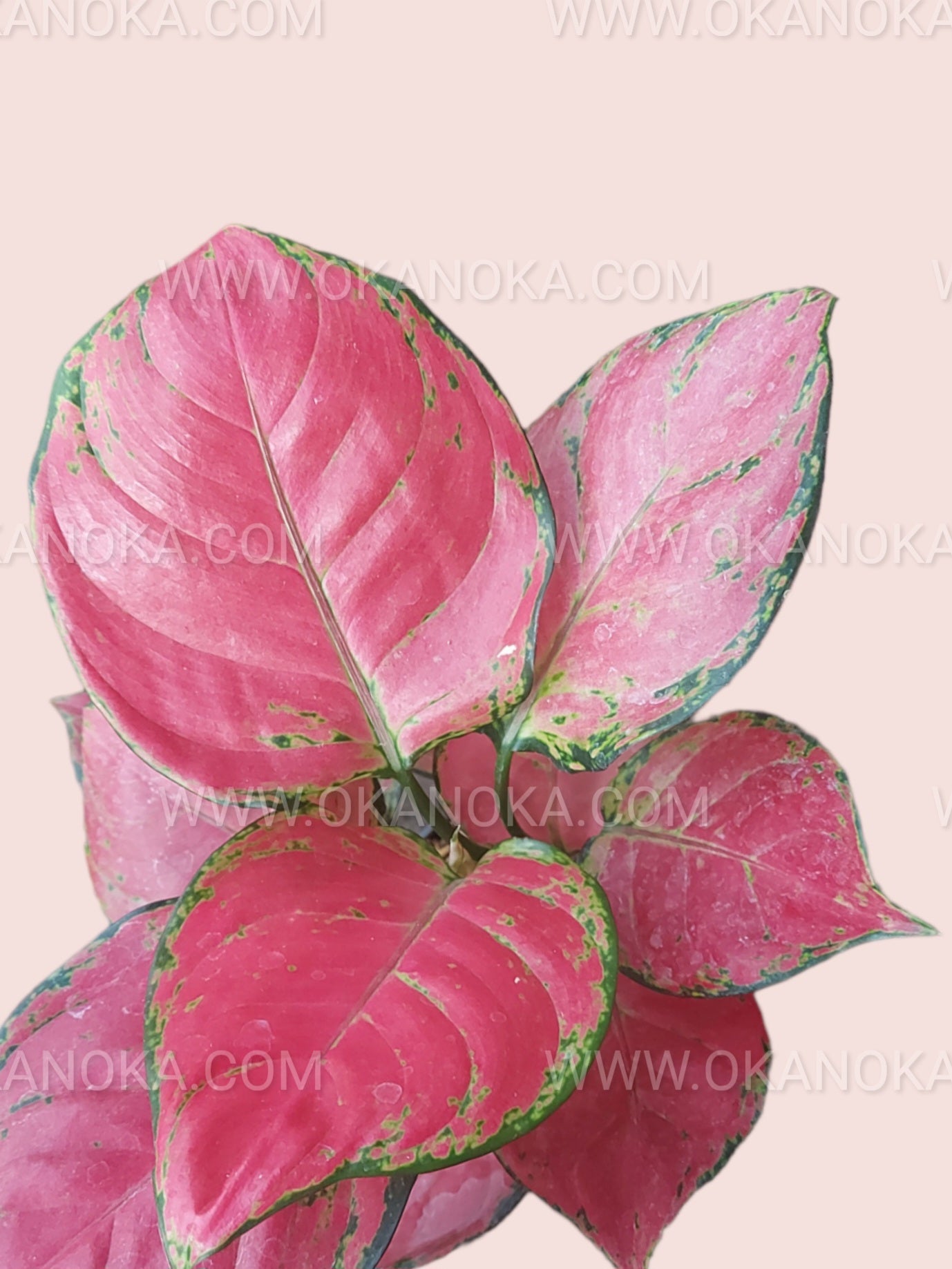 aglaonema red anyamanee Aglaonema dud anyamanee, Aglaonema anyamanee (Green, Pink)