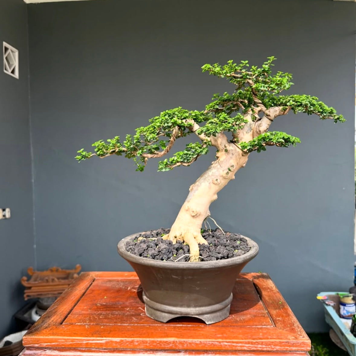 anthurium dark.bonsai Bonsai Premna Microphylla