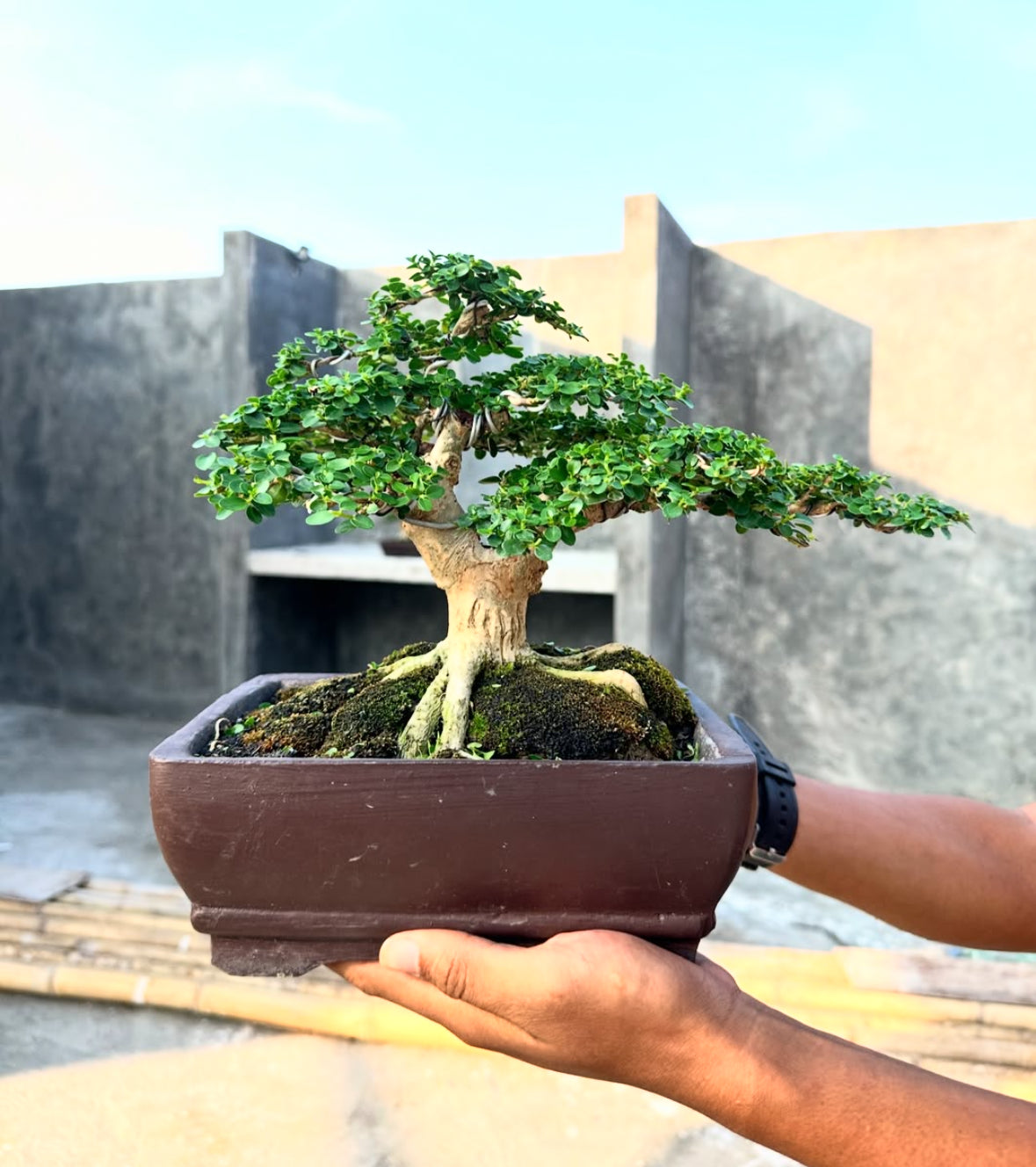 A well-maintained Premna Microphylla Sancang Bonsai in a rectangular ceramic pot, featuring a thick trunk, exposed roots, lush green micro-leaves, and moss-covered soil, held carefully by two hands against a minimalist concrete background.