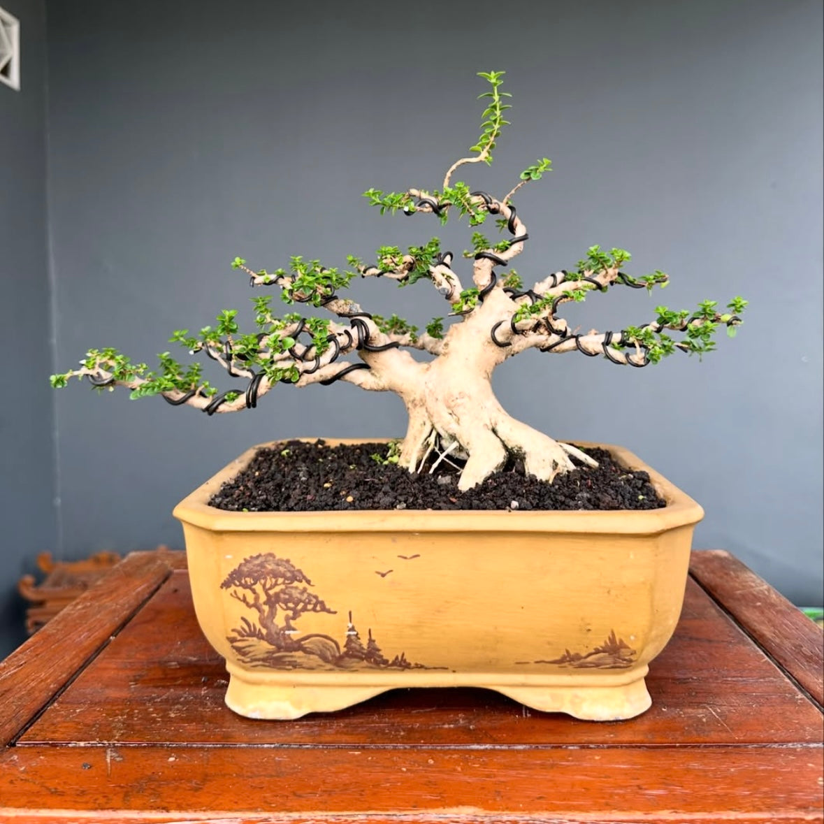 A wired Premna Microphylla Sancang Bonsai in a decorative beige pot with landscape art, showing detailed branch styling, exposed roots, and compact foliage atop dark substrate, displayed on a wooden table.