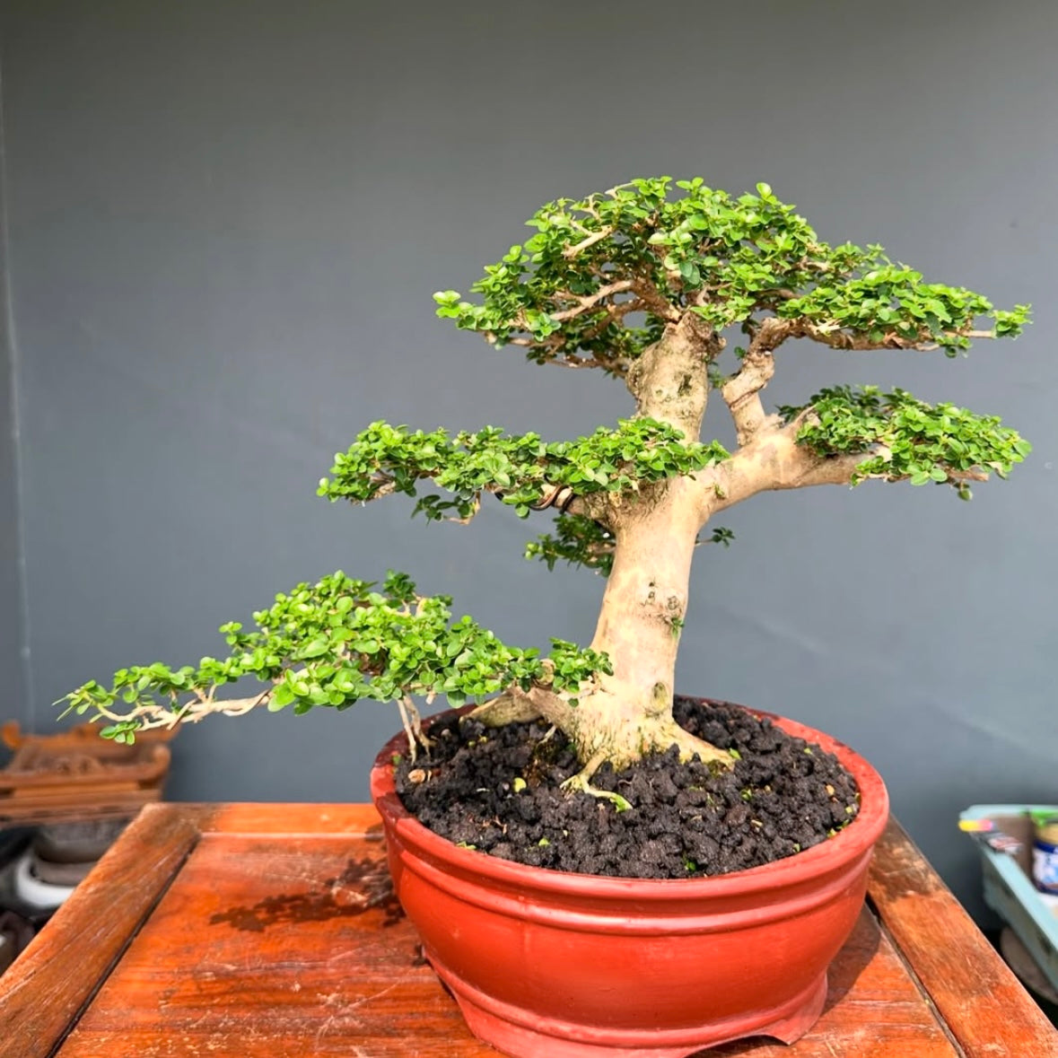 A mature Premna Microphylla Sancang Bonsai with tiered foliage, a thick tapered trunk, and vibrant green leaves, styled in a red pot and displayed on a wooden stand against a plain background.