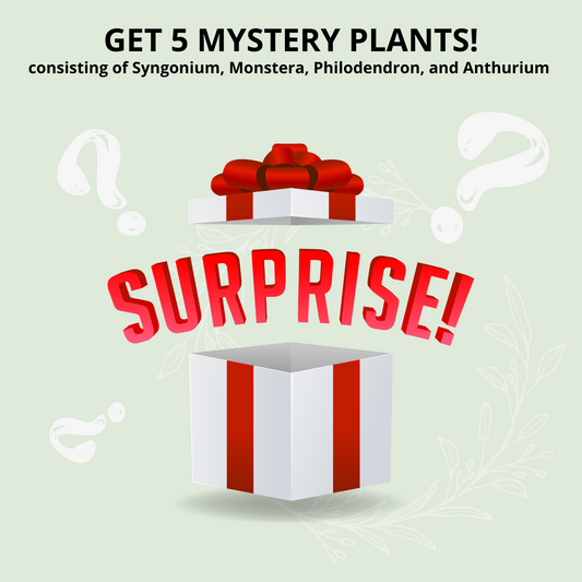 Best Combo Bundling of 5 MYSTERY PLANTS consisting of Syngonium, Monstera, Philodendron, and Anthurium