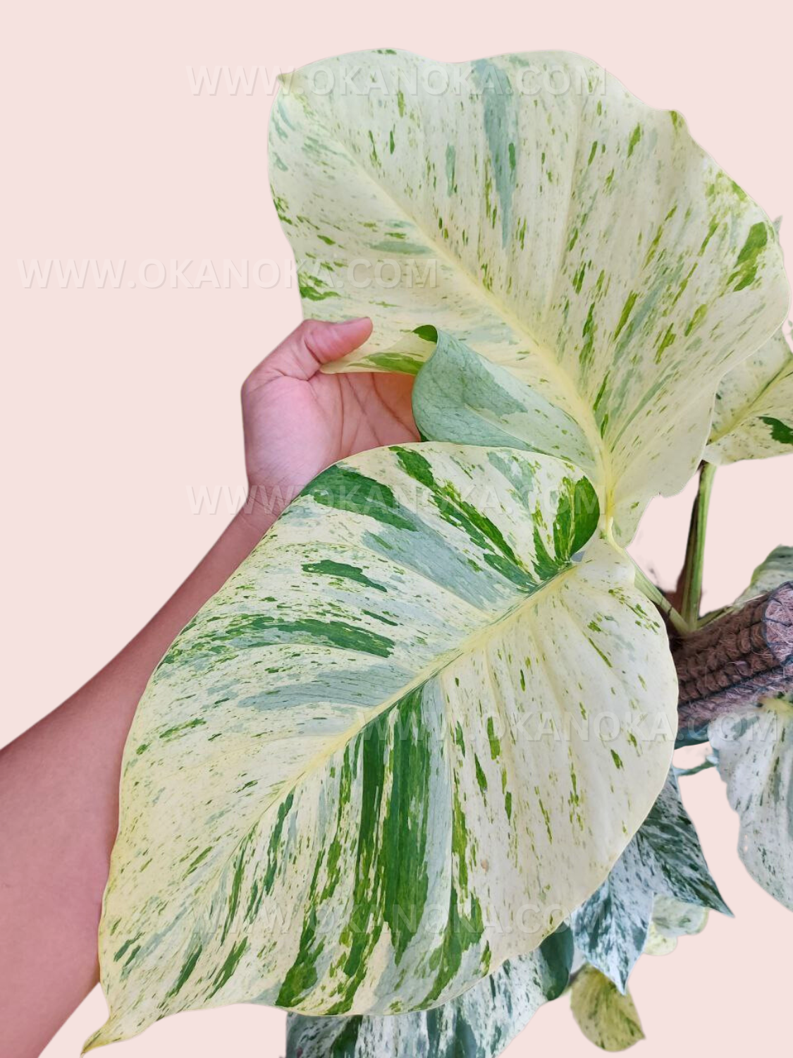 pothos large leaves RARE Epipremnum Marble Queen Pothos Large Leaves – Okanoka