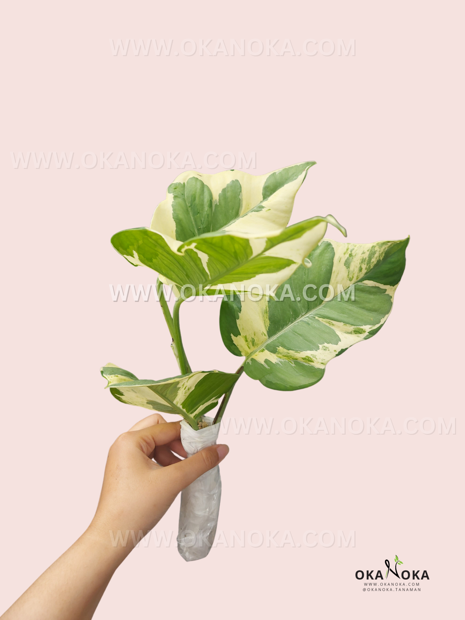 Epipremnum Pinnatum Variegated Plant By Ship DHL Express + Free Phyto Certificate + free Bonus offers