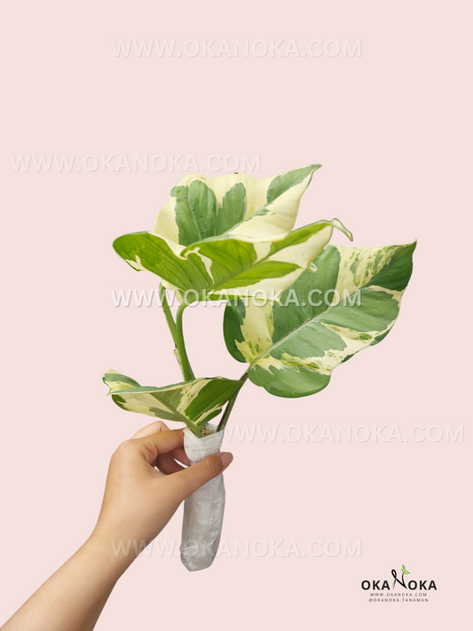 RARE Njoy pothos LARGE