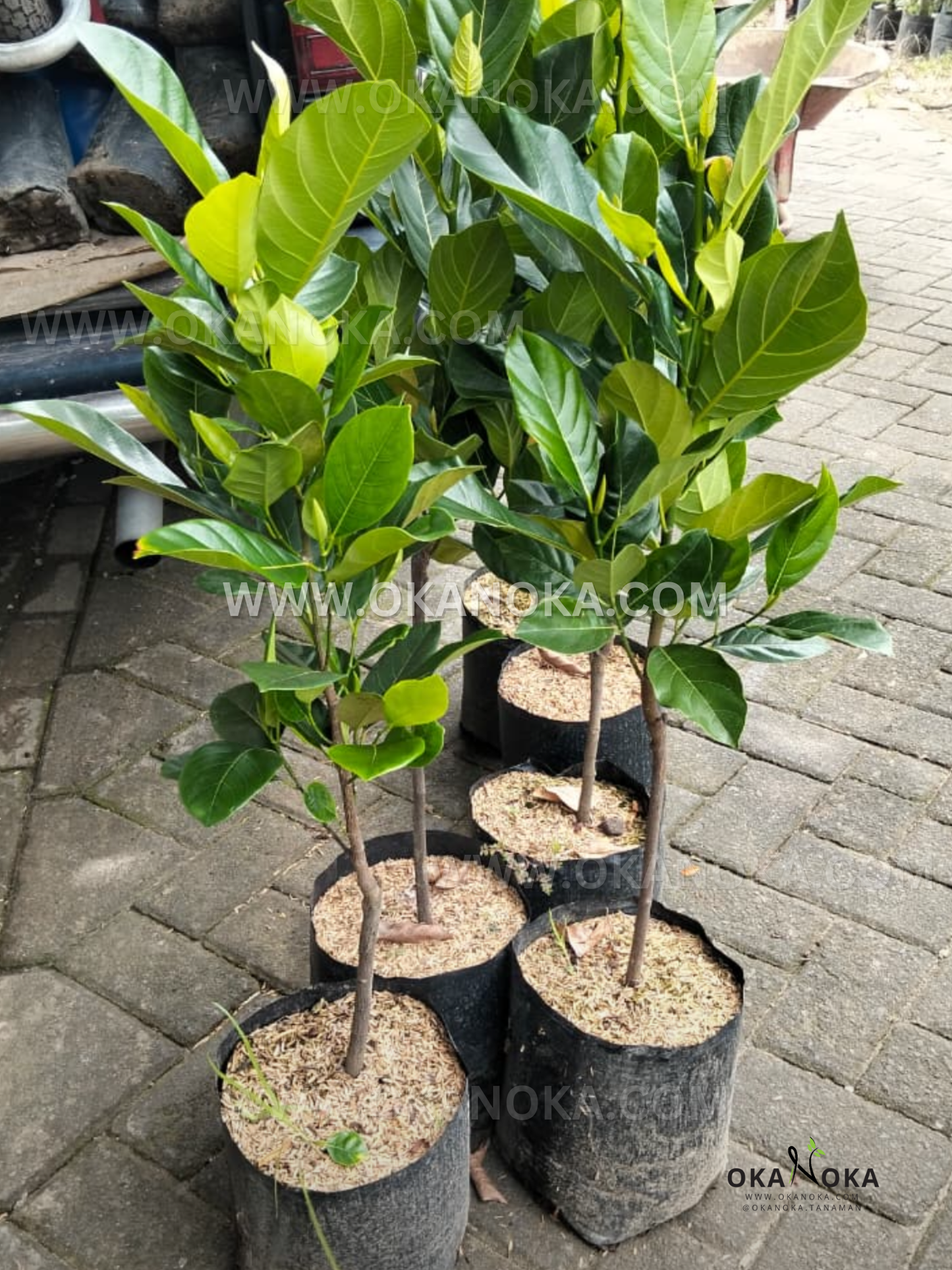 Several young Red Jackfruit (Artocarpus heterophyllus) trees in black nursery bags on a paved surface, showing sturdy trunks and dense bright-green foliage.
