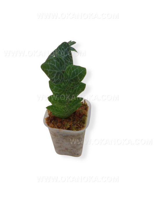 Rhaphidophora Cryptanta