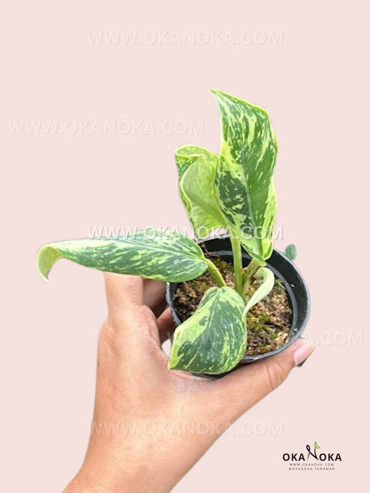 Rhaphidophora Elliptifolia Variegated