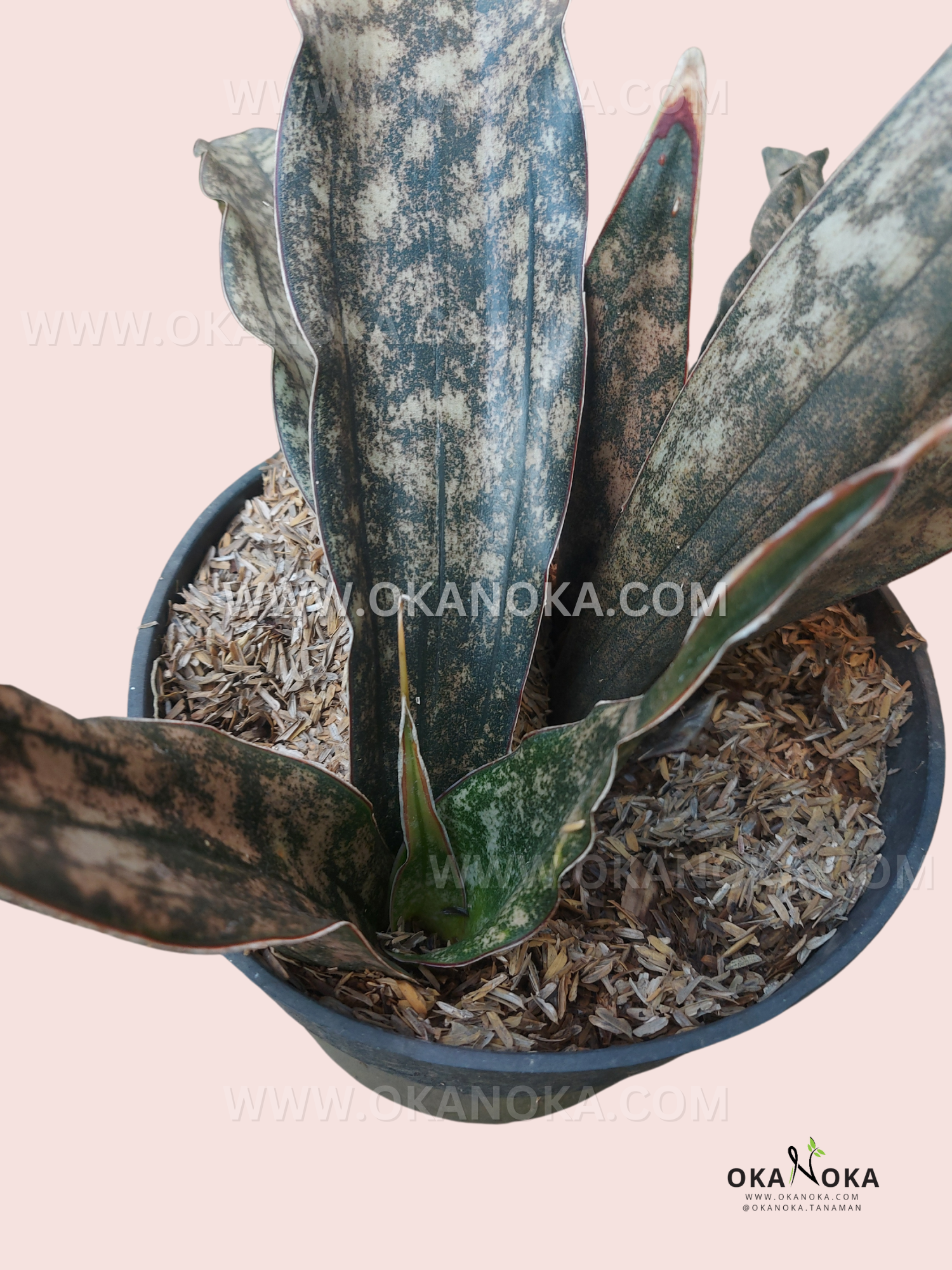 dracaena kirkii Sansevieria Kirkii