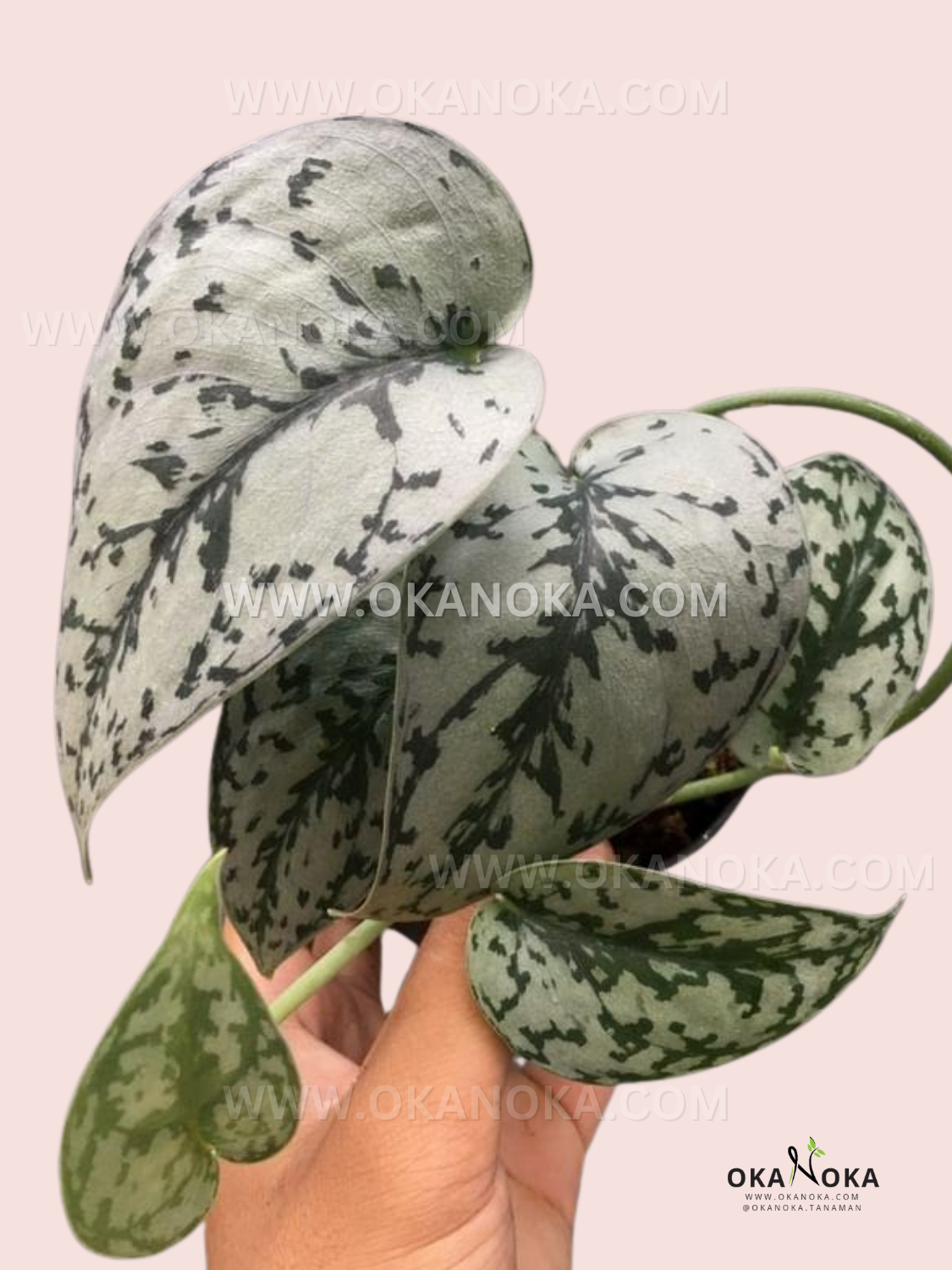 silver lady plant pothos Scindapsus Silver Lady