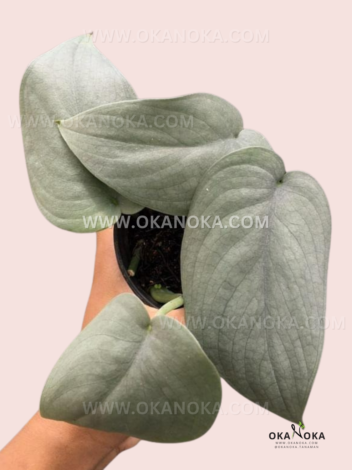 Top view of Scindapsus Silver Platinum showing silvery-green variegated leaves in a pot.
