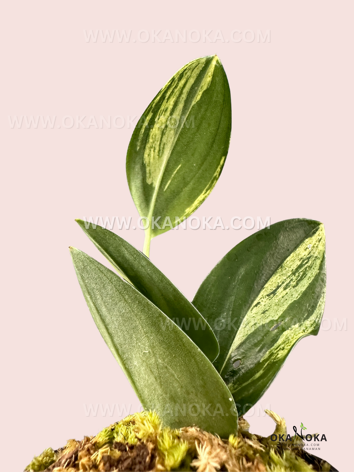 Healthy rooted Scindapsus Treubii Dark Variegated showcasing glossy thick tropical leaves.