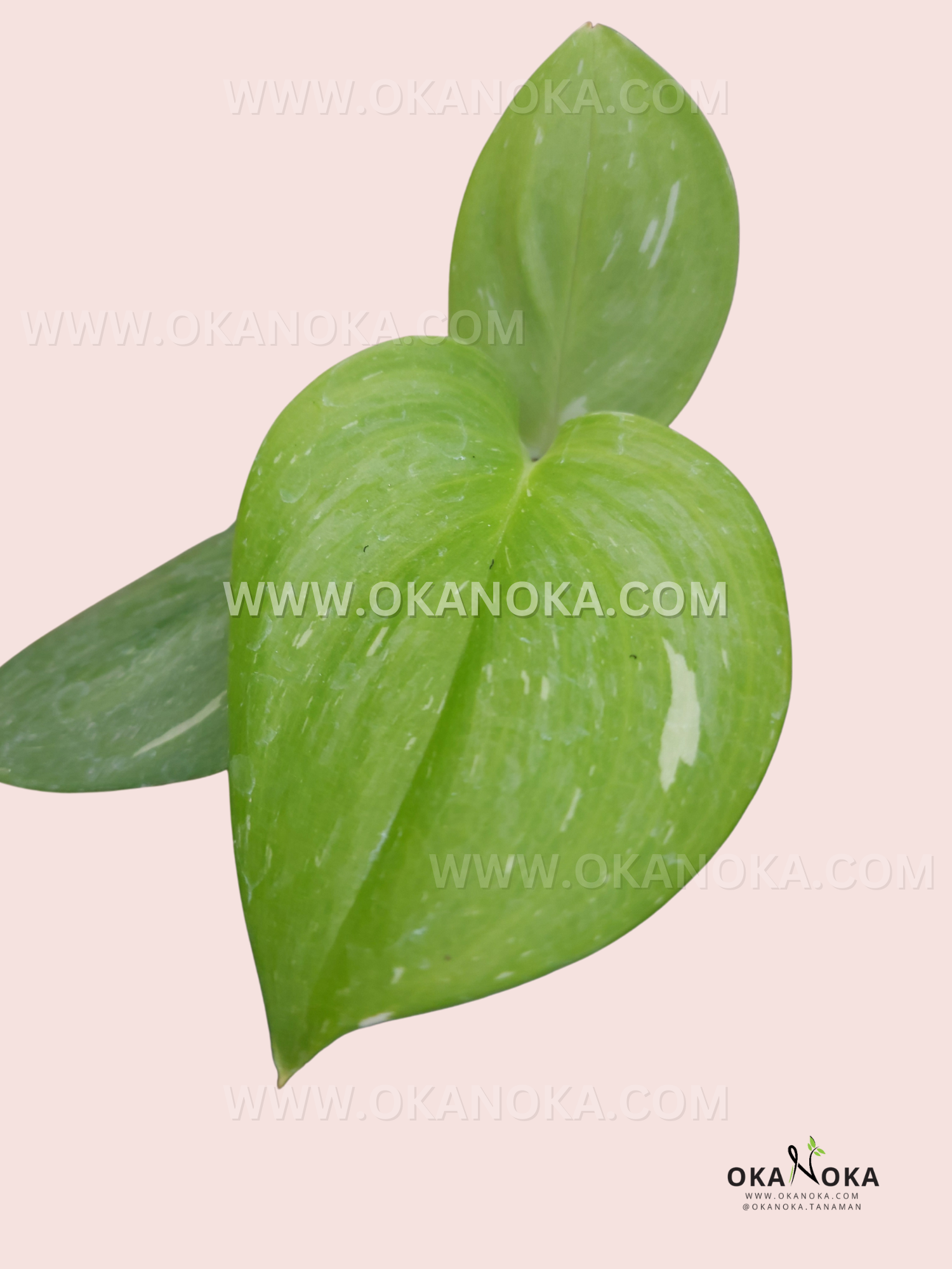 philodendron treubii moonlight Scindapsus Treubii Moonlight Galaxy