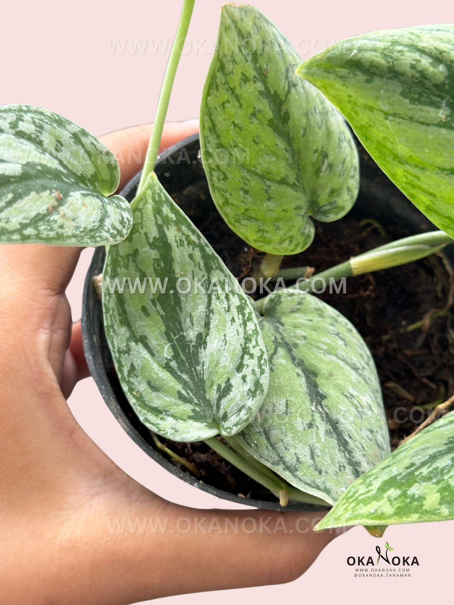 Scindapsus Army Tricolor – Okanoka Scindapsus Army Tricolor – Okanoka