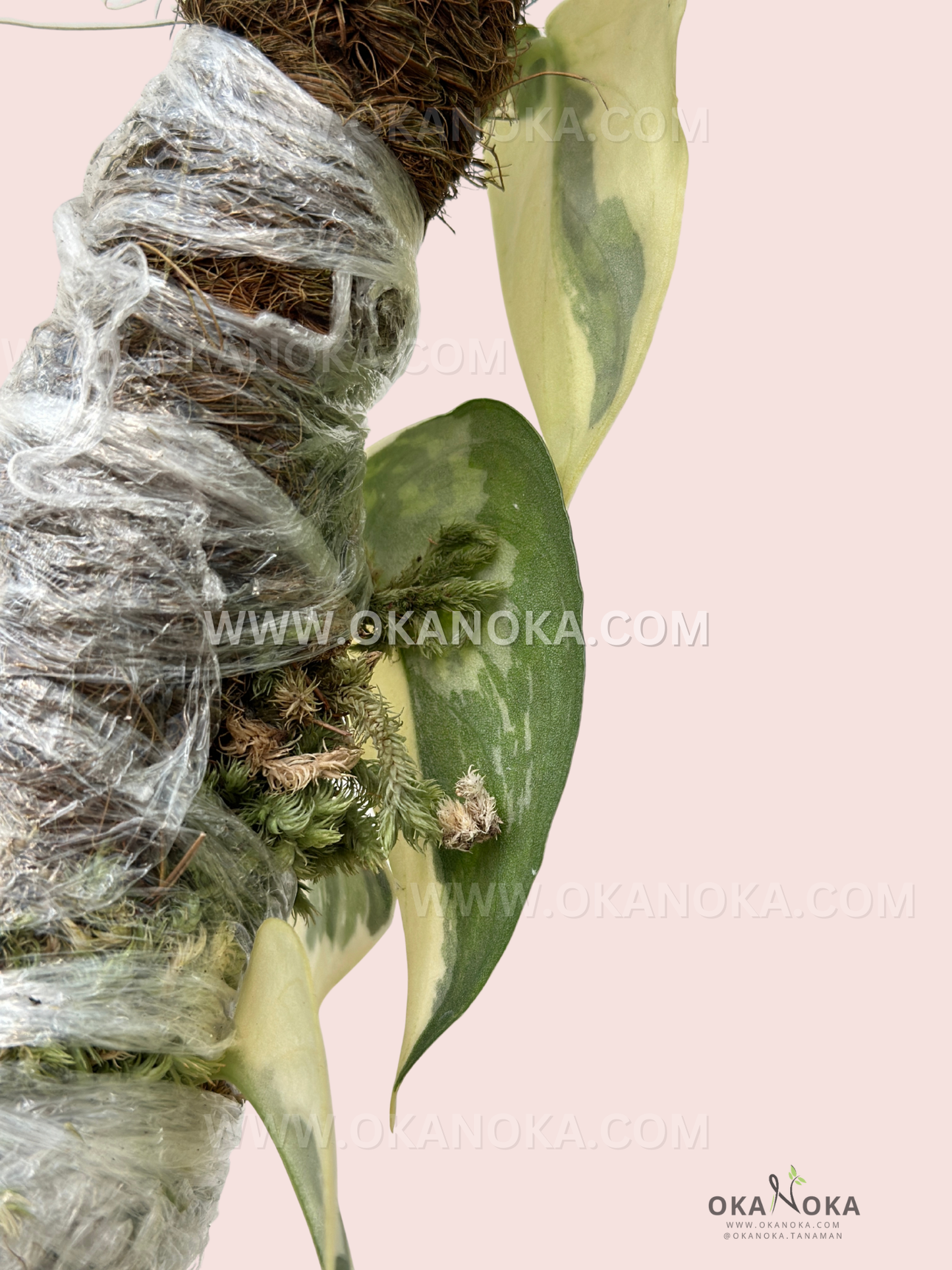 Top view of small Philodendron Green Congo Nuclear Galaxy displaying vibrant tropical leaves.