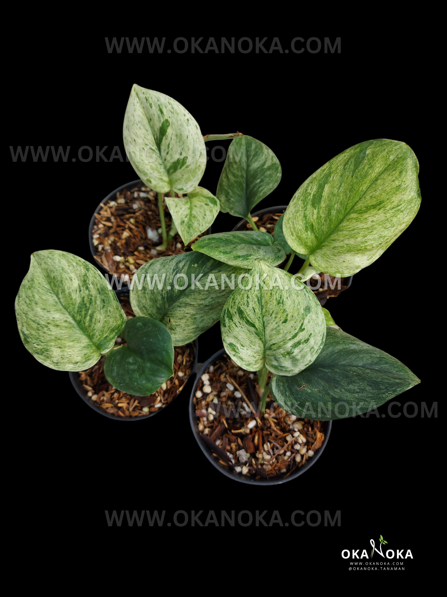 marble jade plant Wholesale 10x Scindapsus Jade Satin Marble Queen Variegated