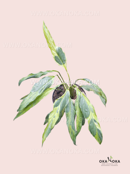 Spathiphyllum Deli Delhi Yellow