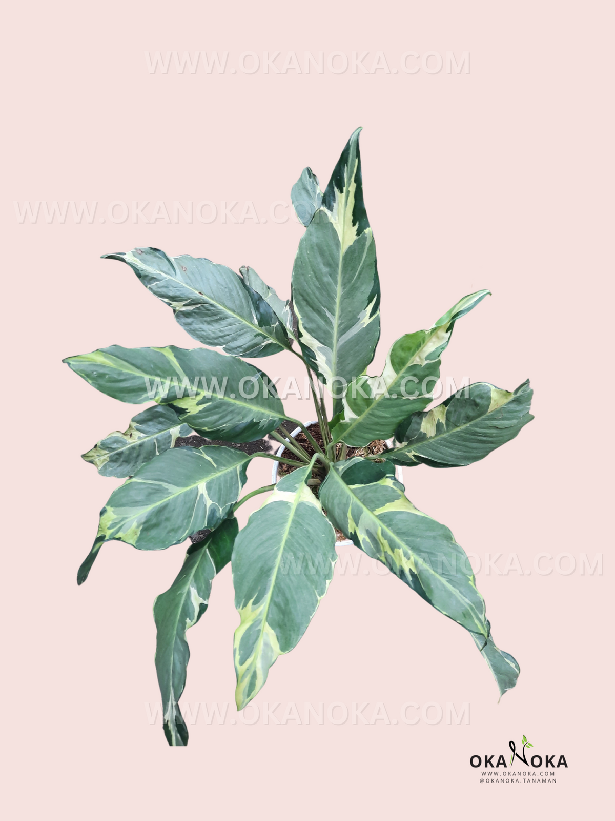 Close-up of leaves highlighting bright yellow variegation pattern on green foliage.