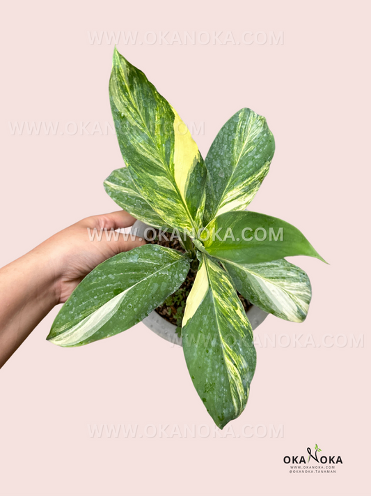 Hand holding Spathiphyllum Sensation Variegated Mauna Loa with vibrant cream and green variegated leaves.
