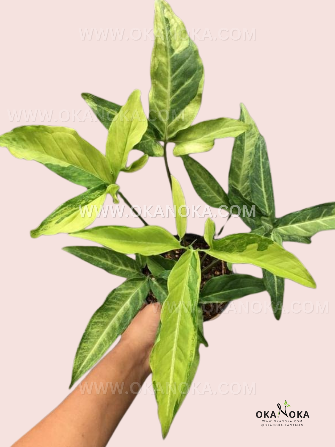 Close-up of Syngonium Angustatum Yellow Variegated with vibrant yellow streaks on large green leaves, held in hand.
