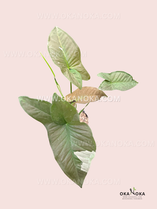 Syngonium Chocolate Confetti