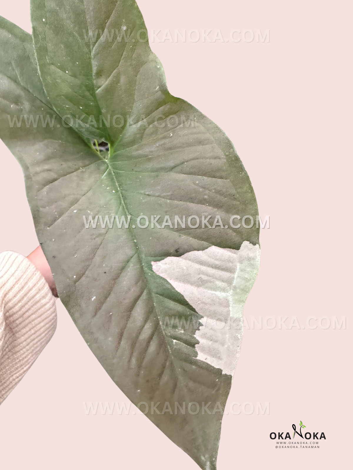 Healthy rooted Syngonium Chocolate Confetti showcasing colorful confetti-like foliage.