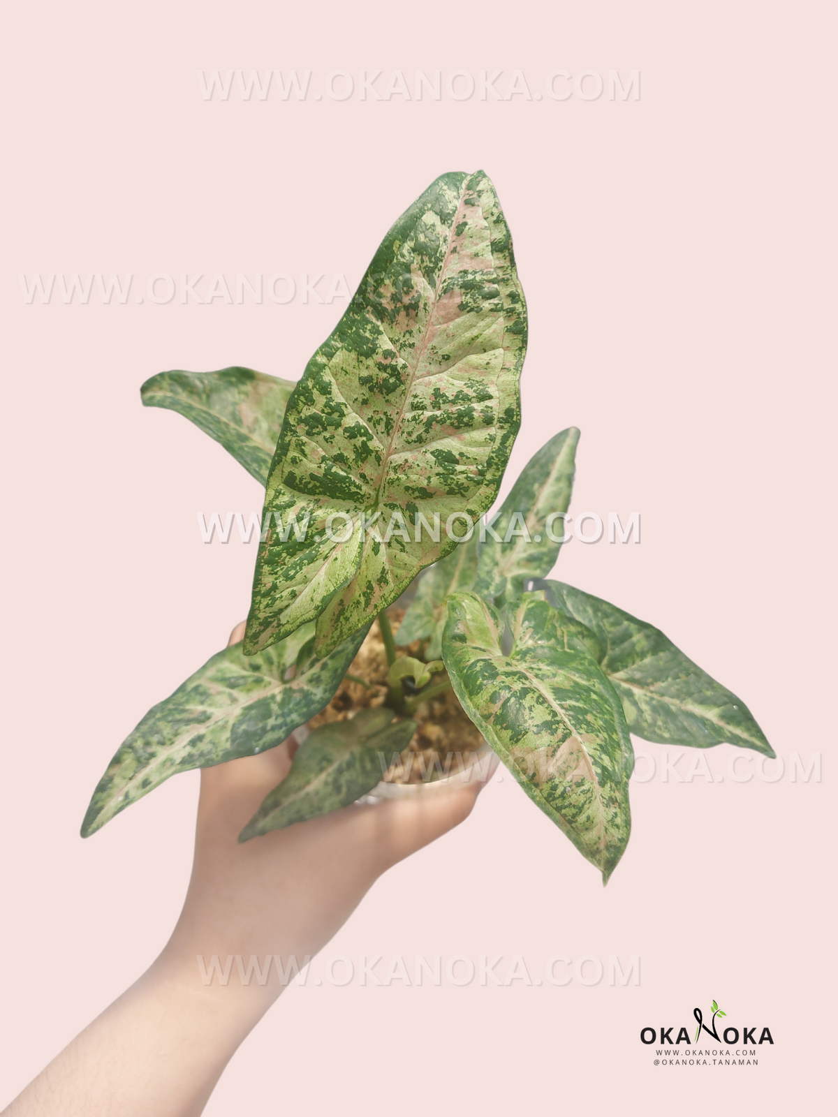 Close-up of Syngonium Confetti Tricolor variegated leaves in green, pink, and white.