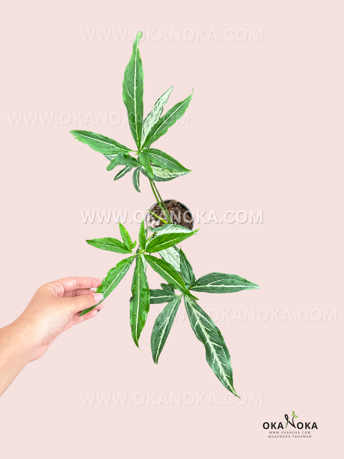 Top-down view of Syngonium Little Star / Angustatum with variegated arrow-shaped leaves on a pale pink background.