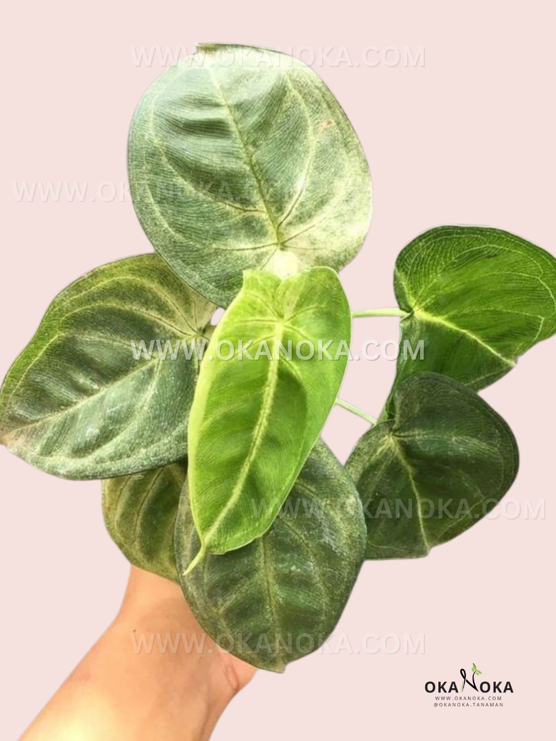 philodendron macrophyllum Syngonium Macrophyllum Frosted Heart a.k.a. Ice Frost – Okanoka